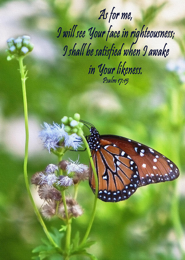 Monarch Butterfly Photograph by Cheryl Birkhead - Fine Art America