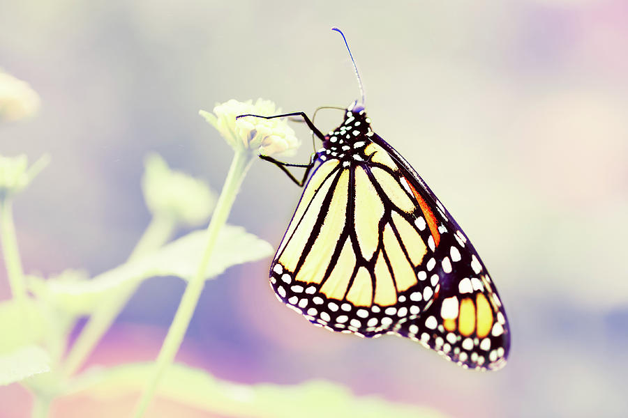 Monarch Butterfly Photograph by Chrispecoraro