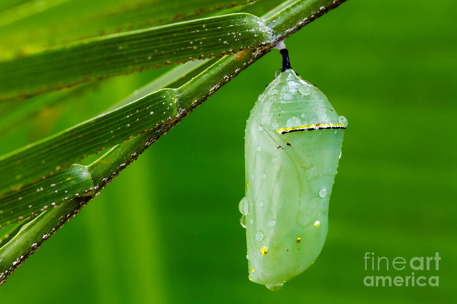 Monarch Butterfly Chrysalis Photograph by Dawna Moore Photography