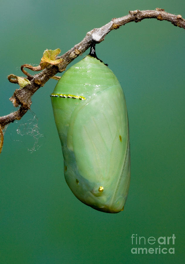 Monarch Butterfly Chrysalis Developing Photograph by Anthony Mercieca
