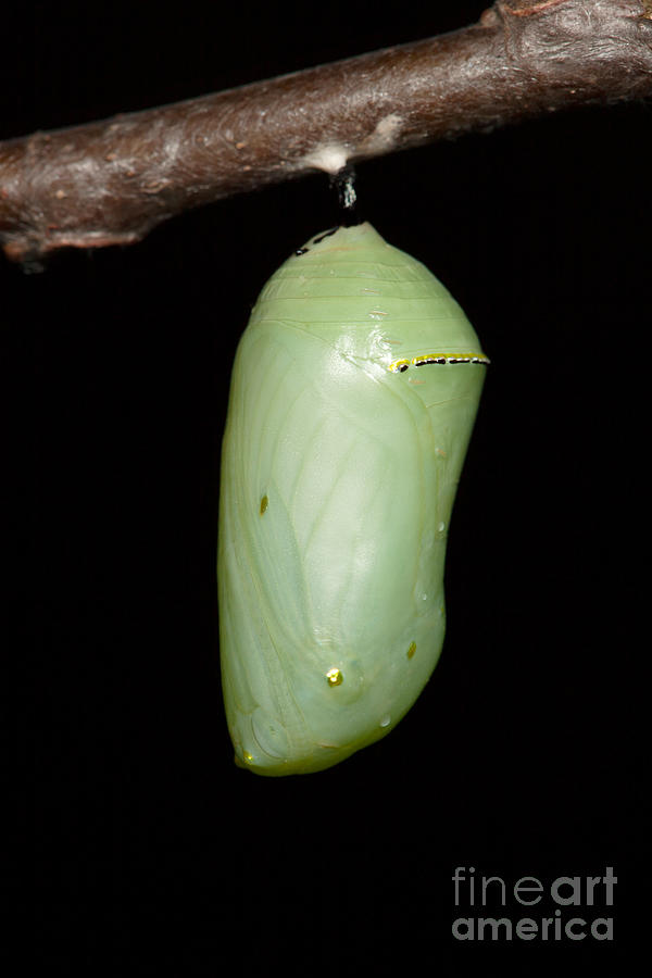 Animal Photograph - Monarch Butterfly Chrysalis I by Clarence Holmes