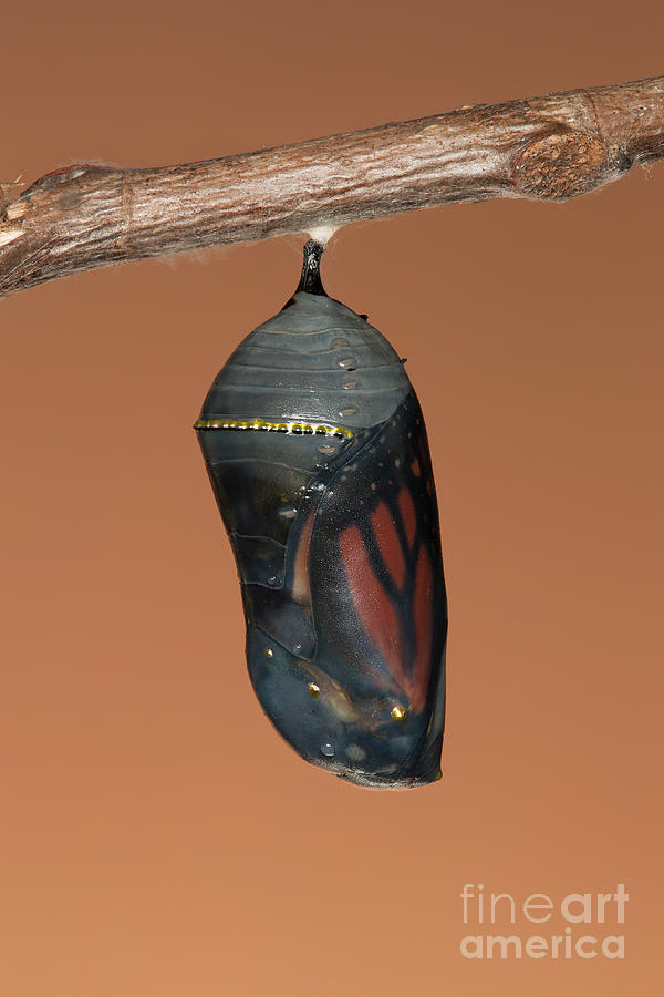 Monarch Butterfly Chrysalis II Photograph by Clarence Holmes