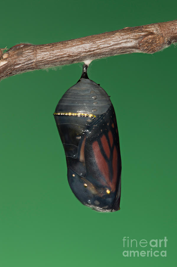 Animal Photograph - Monarch Butterfly Chrysalis III by Clarence Holmes