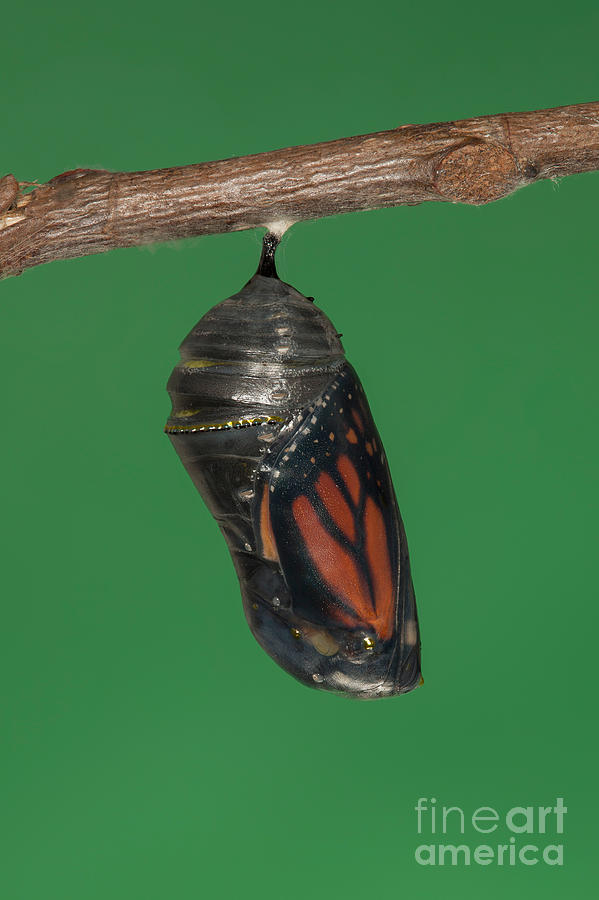 Animal Photograph - Monarch Butterfly Chrysalis IV by Clarence Holmes