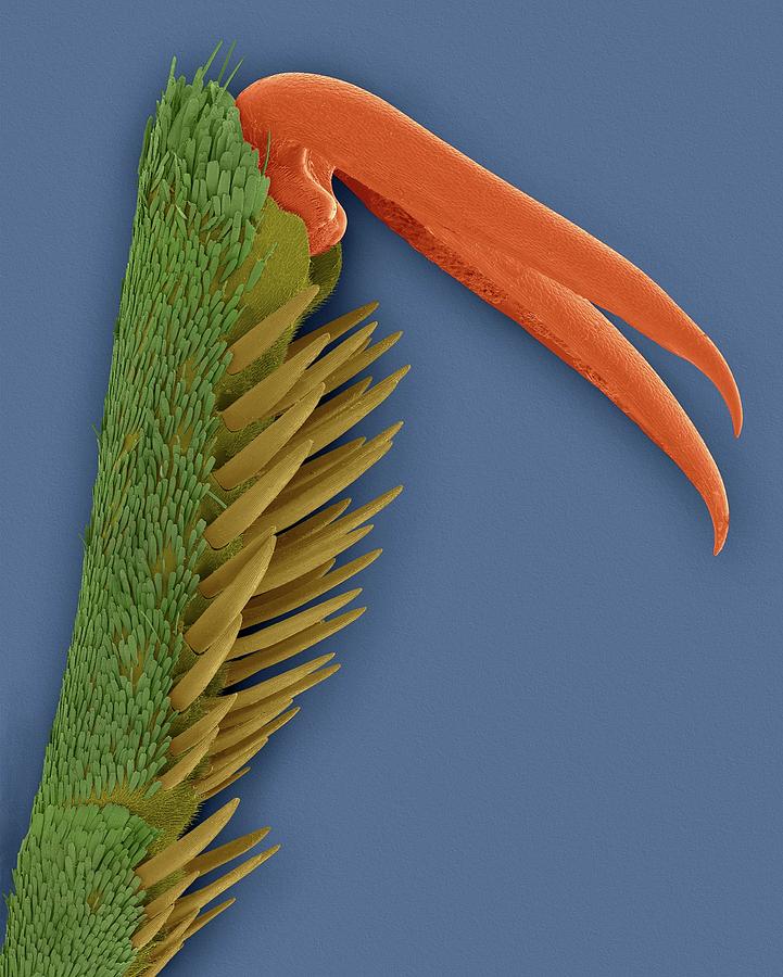Monarch Butterfly Claw Photograph by Dennis Kunkel Microscopy/science Photo Library