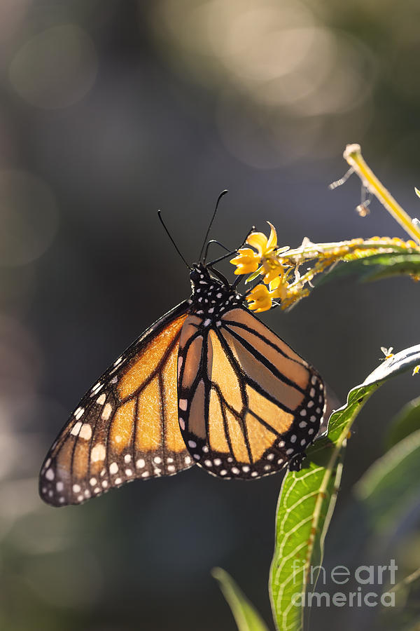 Monarch Butterfly Collecting Nectar in the Early Morning Photograph by ...