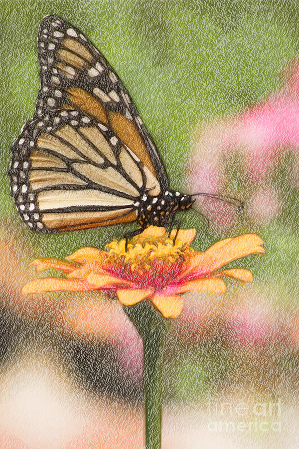 Monarch Butterfly Color Pencil Digital Art