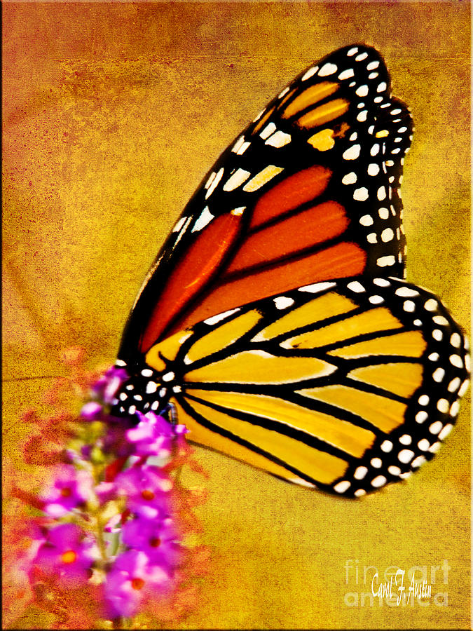 Monarch Butterfly Color Splash Sunset Photograph by Carol F Austin