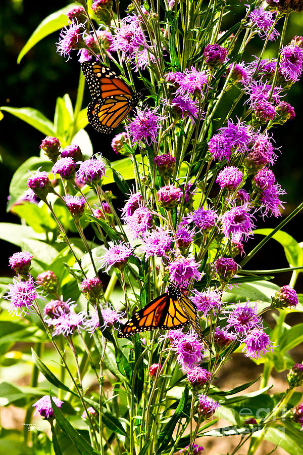 Monarch Butterfly Couple Photograph by Ms Judi