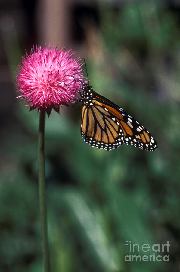 Monarch Butterfly Photograph by Craig Lovell