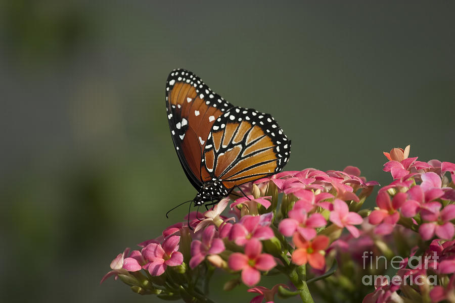 Monarch Butterfly Photograph by D Wallace