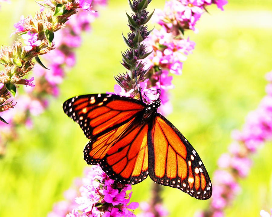 Monarch Butterfly Photograph by Dan Dickerson - Fine Art America