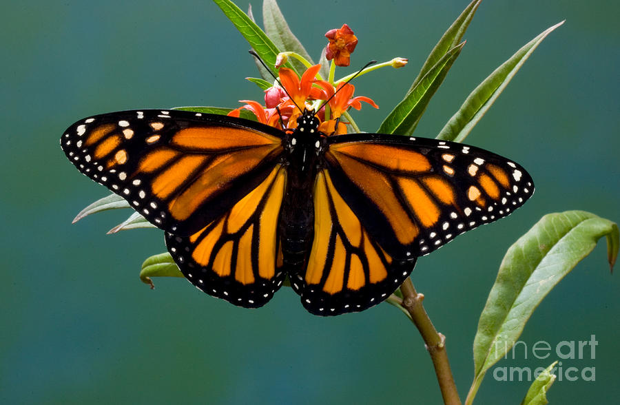 Monarch Butterfly Danaus Plexippus Photograph By Anthony Mercieca ...