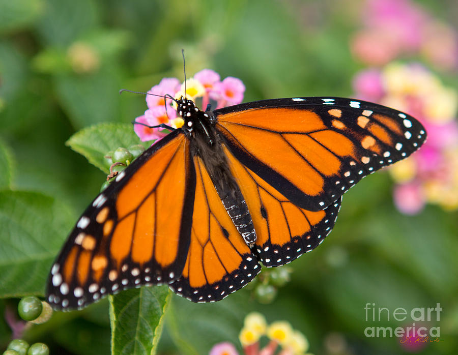 Monarch butterfly Danaus plexippus Photograph by Iris Richardson - Fine ...