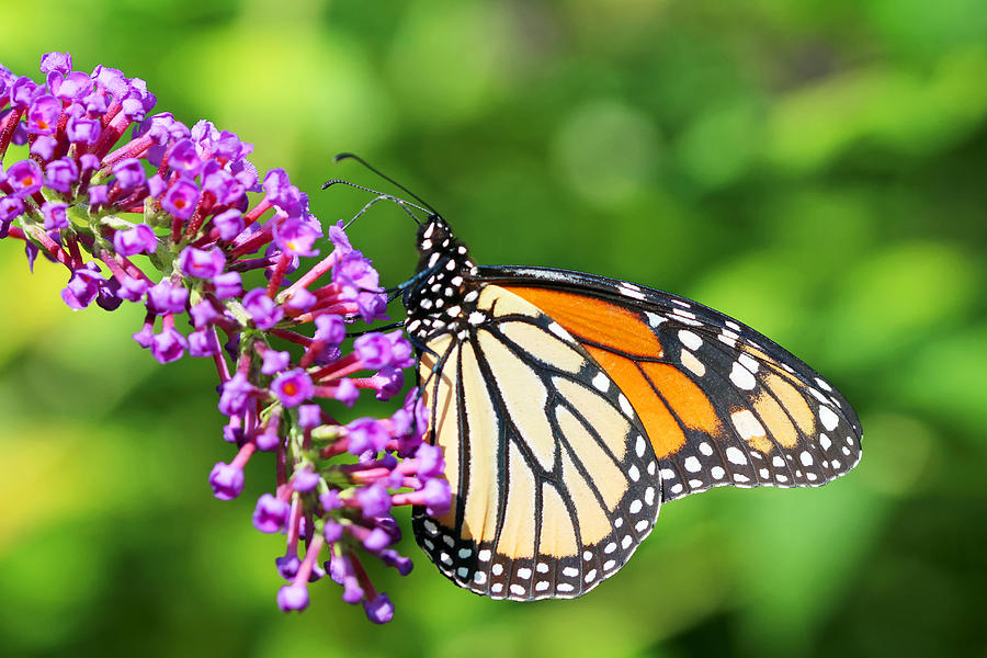 Monarch Butterfly - Danaus plexippus Photograph by Carol Senske