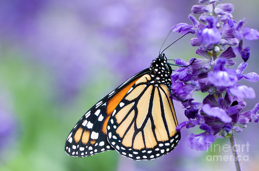 Nature Photograph - Monarch butterfly Danaus plexippus on purple flower by Oscar Gutierrez