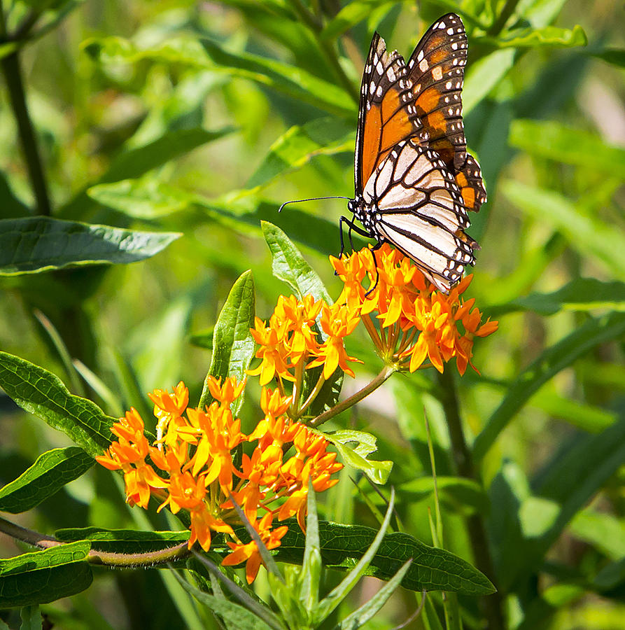 Canon Photograph - Monarch Butterfly Danaus plexippus by Ricky L Jones Canon Photograph - Monarch Butterfly Danaus plexippus by Ricky L Jones