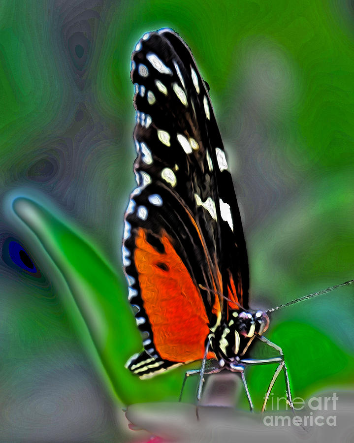 Monarch Butterfly Photograph by Dawn Gari