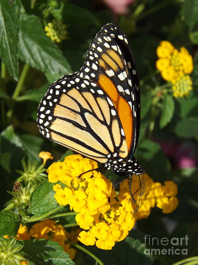 Monarch Butterfly Photograph by Deb Schense