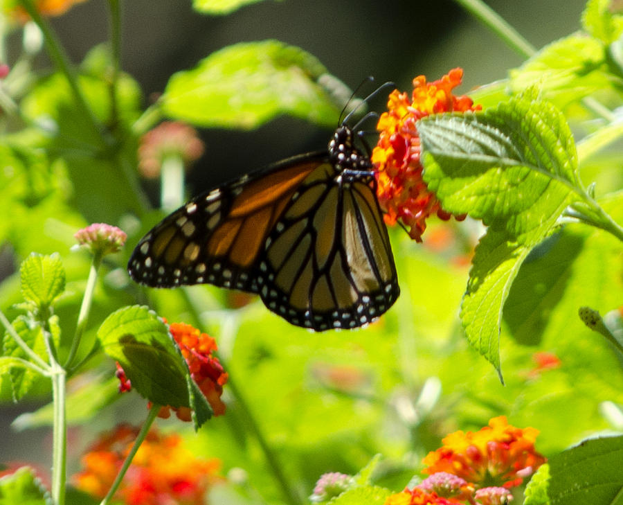 Monarch Butterfly Photograph by Debra Casey - Fine Art America