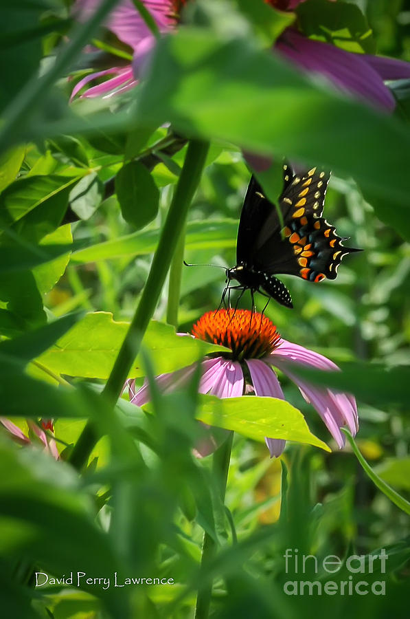 Flower Photograph - Monarch Butterfly deep in the Jungle by David Perry Lawrence