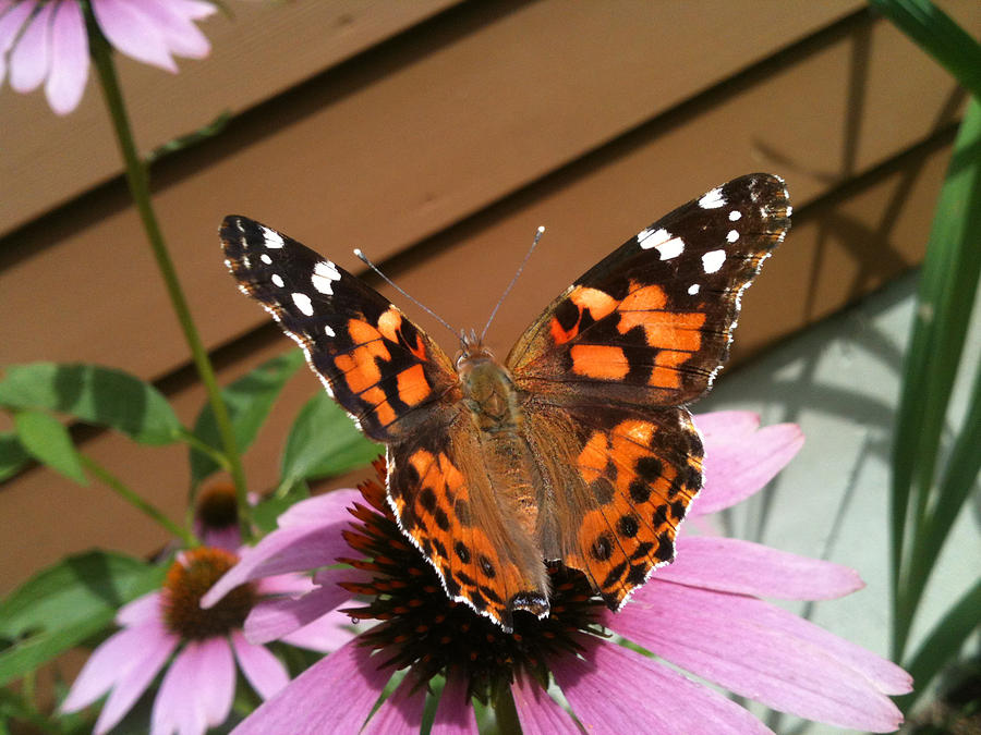 Painted Lady Butterfly Photograph by Donna Doherty