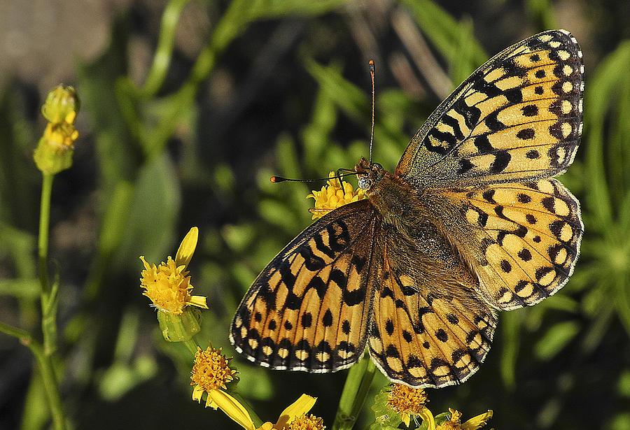 Monarch Butterfly Photograph by Doug Davidson