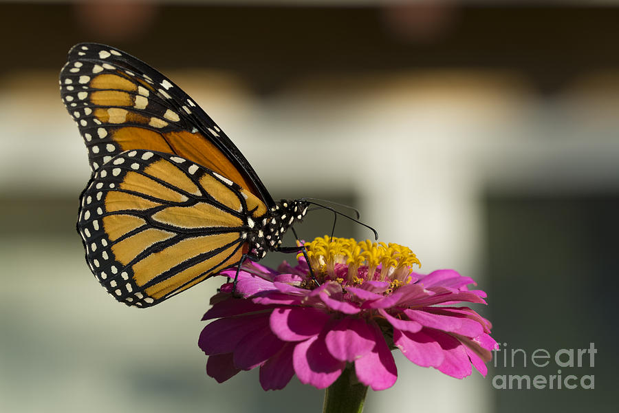 Monarch Butterfly Drinking on a Pink Zinnia Photograph by James L Davidson
