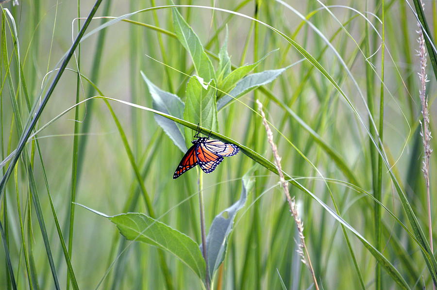 Monarch Butterfly Photograph by Bonfire Photography