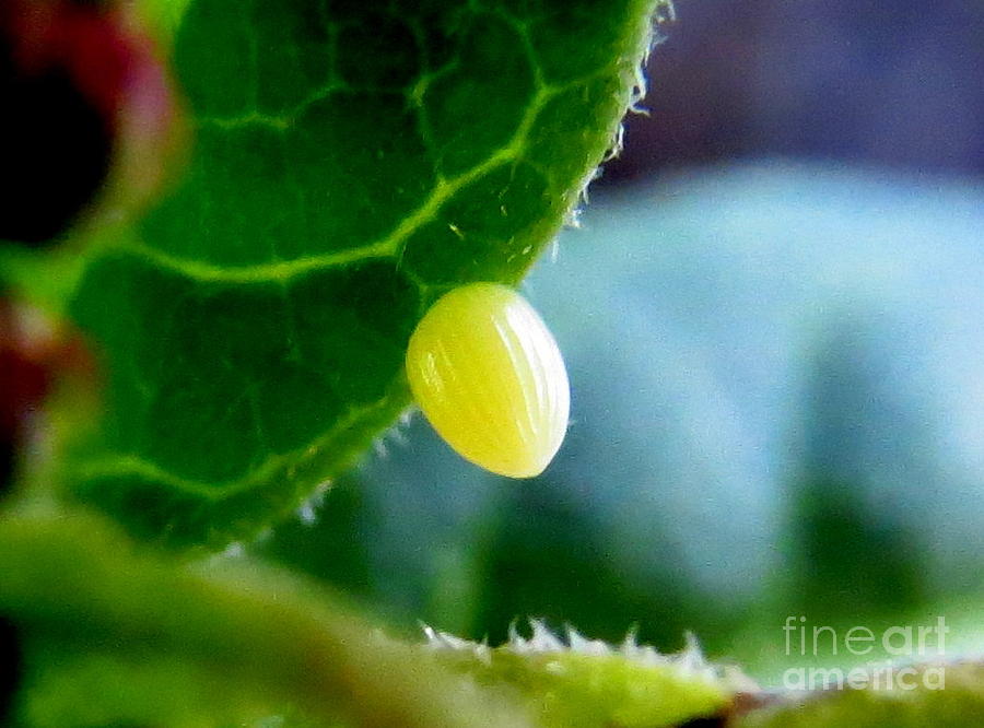 Butterfly Photograph - Monarch Butterfly Egg by Craig Corwin