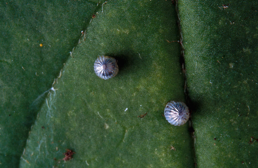 monarch-butterfly-eggs-photograph-by-dan-guravich-pixels