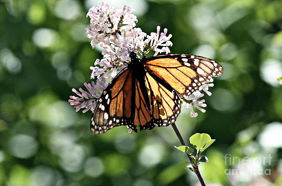 Monarch Butterfly  Photograph by Elizabeth Winter