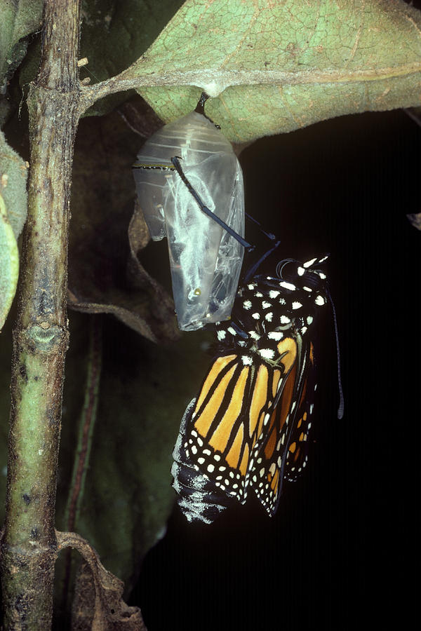 Monarch Butterfly Emerging Photograph by Millard H. Sharp