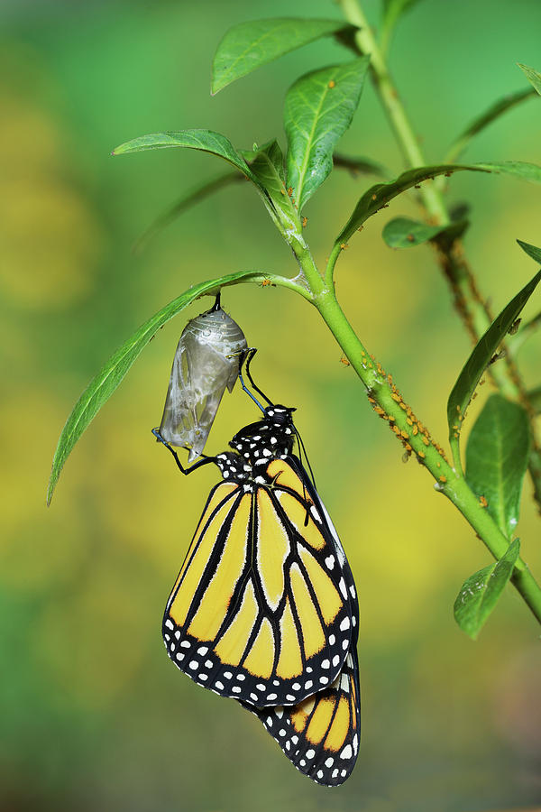 Butterfly Photograph - Monarch Butterfly Emerging by Rolf Nussbaumer