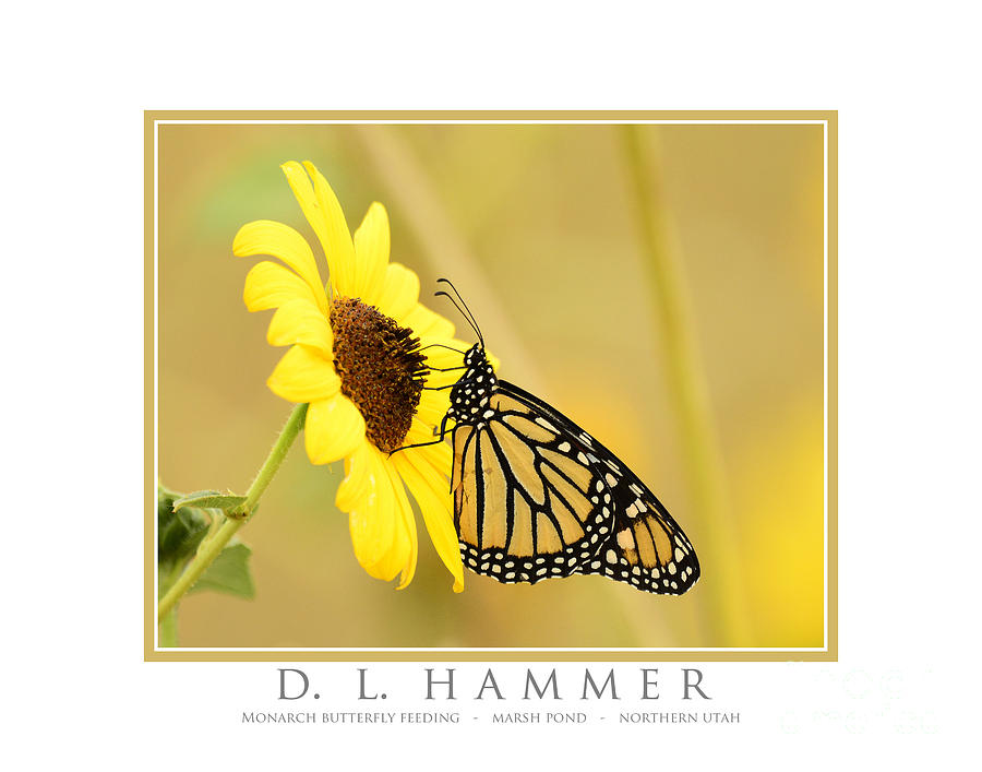 Monarch Butterfly Feeding Photograph by Dennis Hammer
