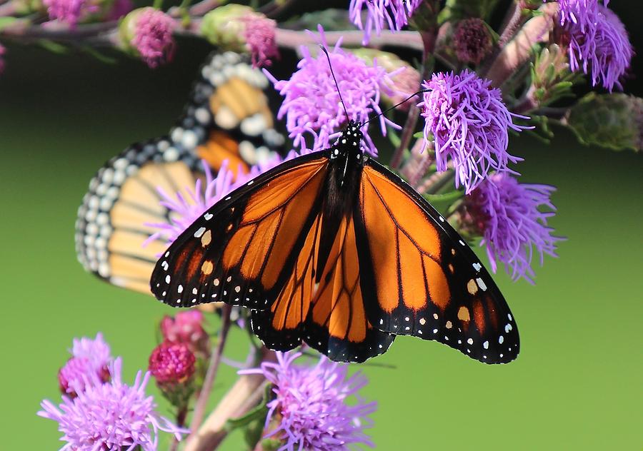 Monarch Butterfly Feeding II Photograph by John Dart