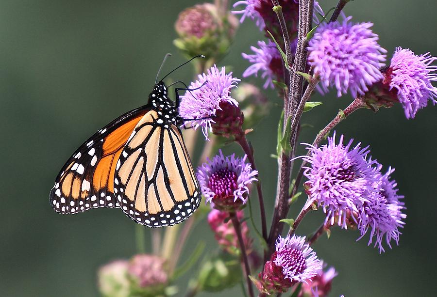 Monarch Butterfly Feeding Photograph by John Dart