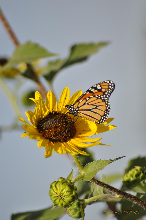 Monarch Butterfly Feeding on the Nectar of a Sunflower Photograph by Verana Stark