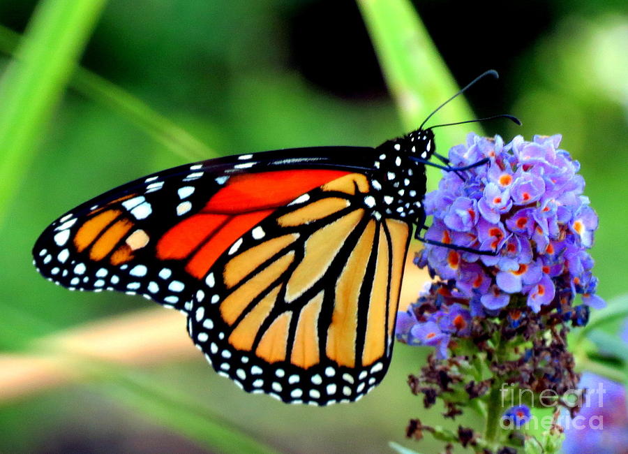 Monarch Butterfly Glory Photograph by Jack Martin - Fine Art America