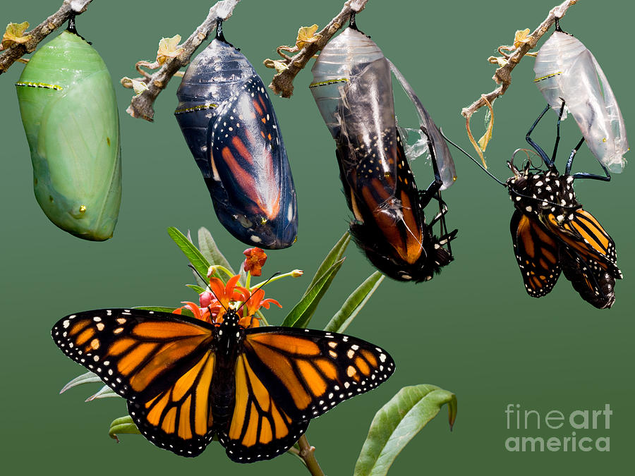 Monarch Butterfly Growth Sequence Photograph by Anthony Mercieca