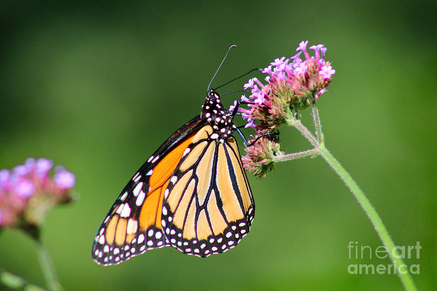 Monarch Butterfly Hanging Around Photograph by Karen Adams