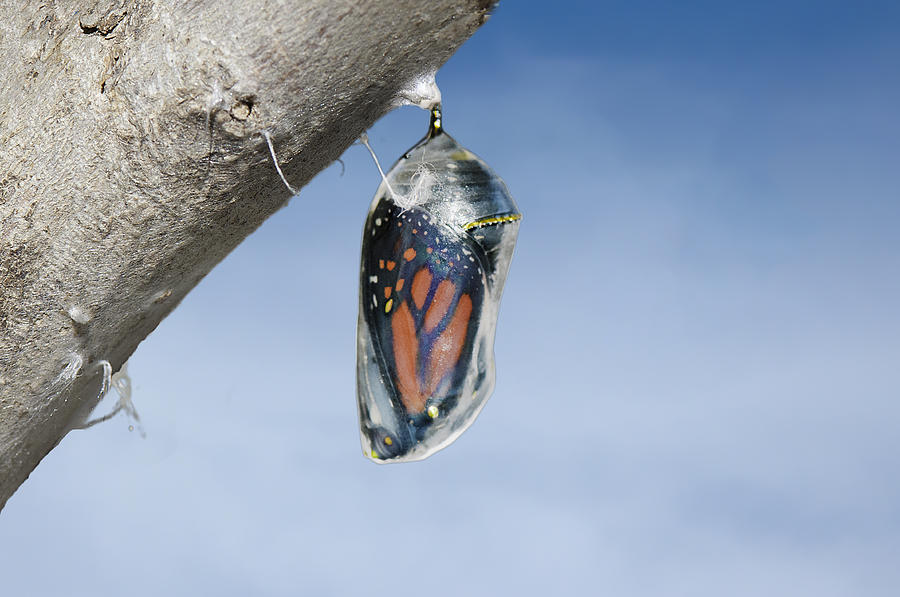 Monarch butterfly i(danaus plexippus) nside chrysalis cocoon, seconds before emerging Photograph by Barbaraaaa