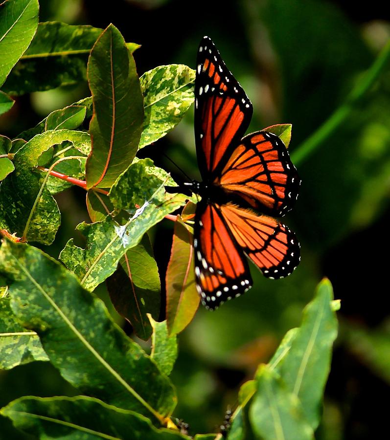 Viceroy Butterfly II Photograph by Michael Saunders