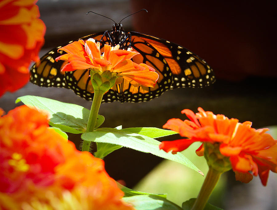Monarch Butterfly II Photograph by Patrice Zinck