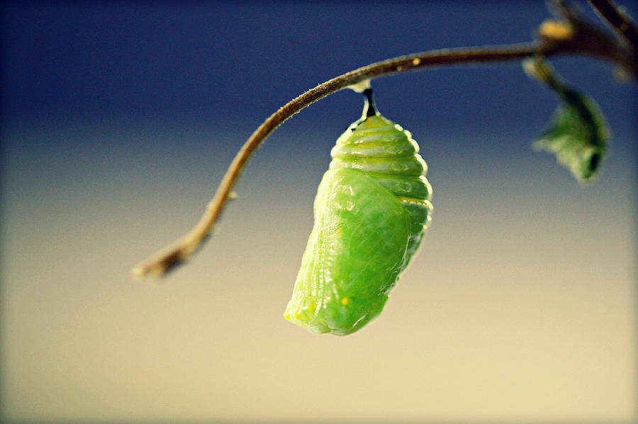 Monarch butterfly in chrysalis Photograph by Julie Persons Photography