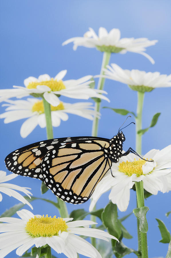 Animal Photograph - Monarch Butterfly In Daisies by Thomas Kitchin & Victoria Hurst
