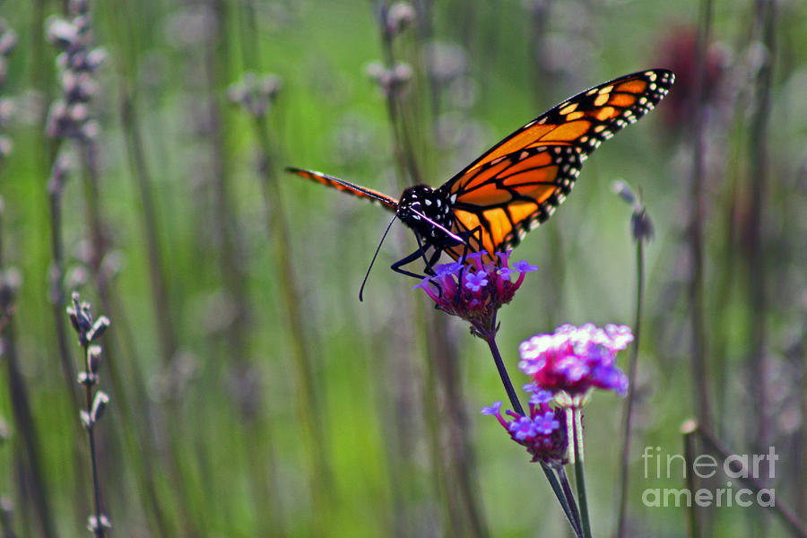 Monarch Butterfly in Field Photograph by Karen Adams