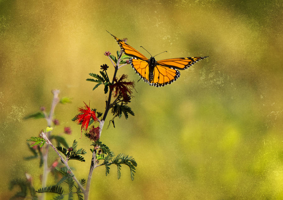Monarch Butterfly in Flight  Photograph by Saija Lehtonen