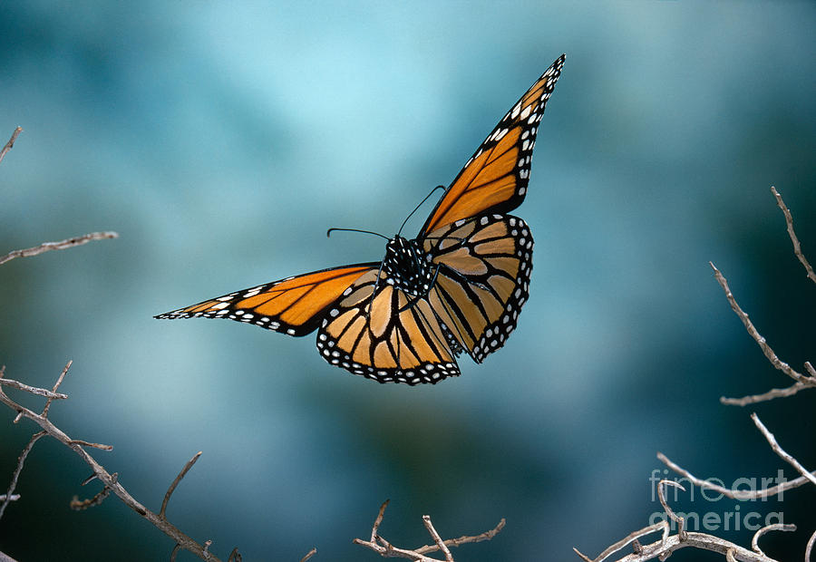 Butterfly Photograph - Monarch Butterfly In Flight by Stephen Dalton