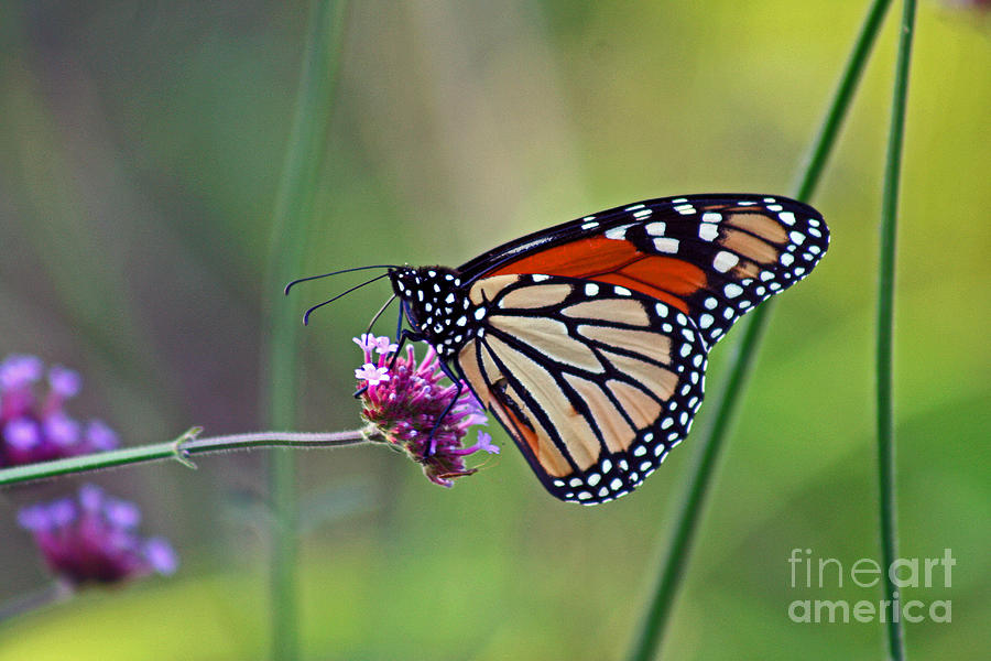 Butterfly Photograph - Monarch Butterfly in Garden by Karen Adams